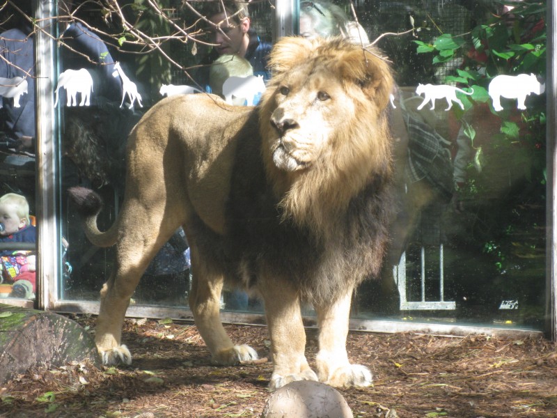 Asiatic Lion