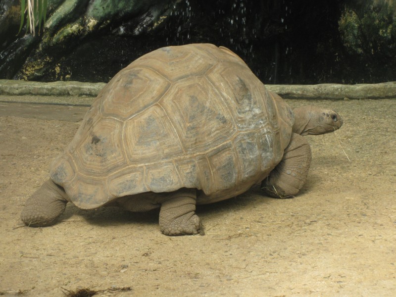 Giant Tortoise