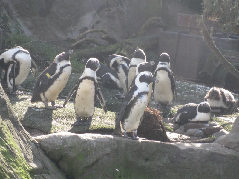 African Penguins