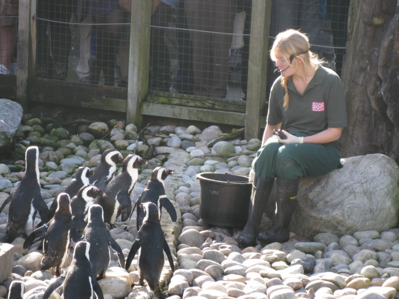 African Penguins