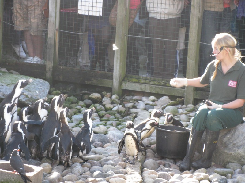 African Penguins being fed