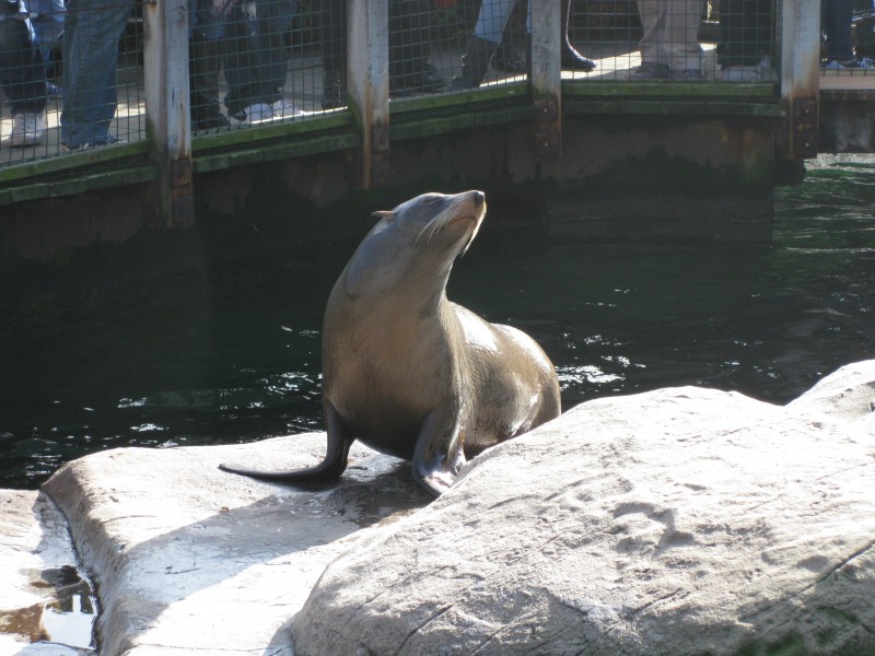 South American fur seal