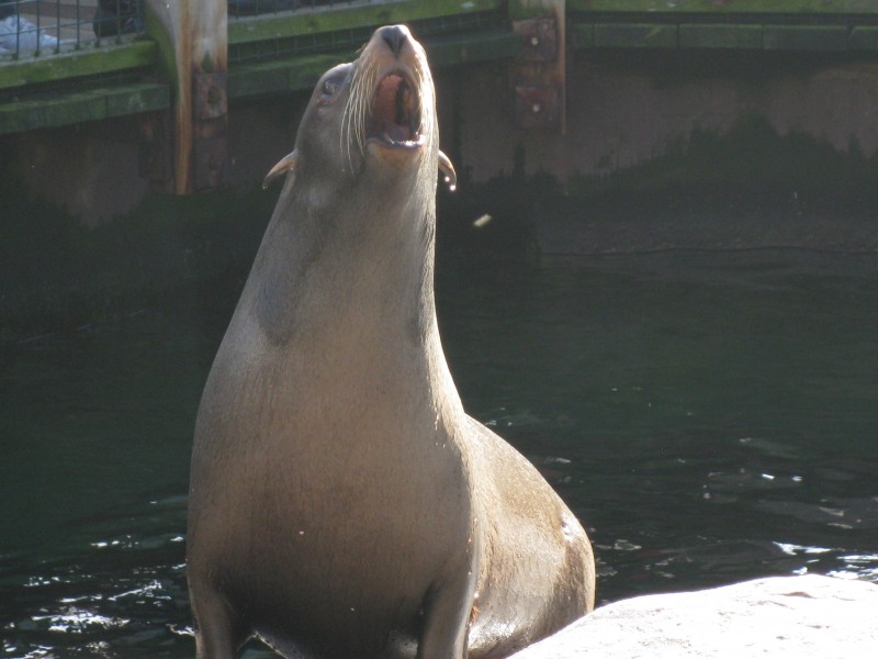 South American fur seal