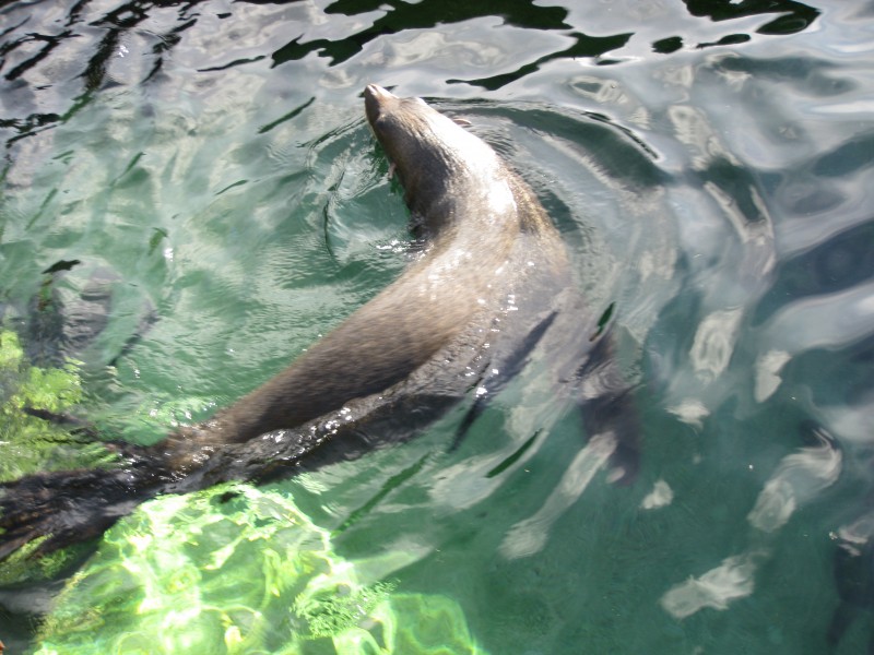 South American fur seal