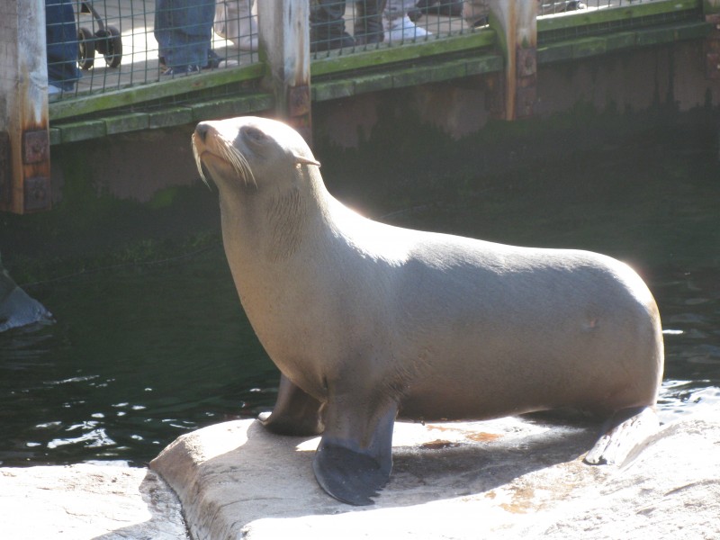 South American fur seal