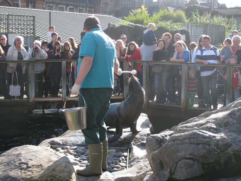 South American fur seals being fed