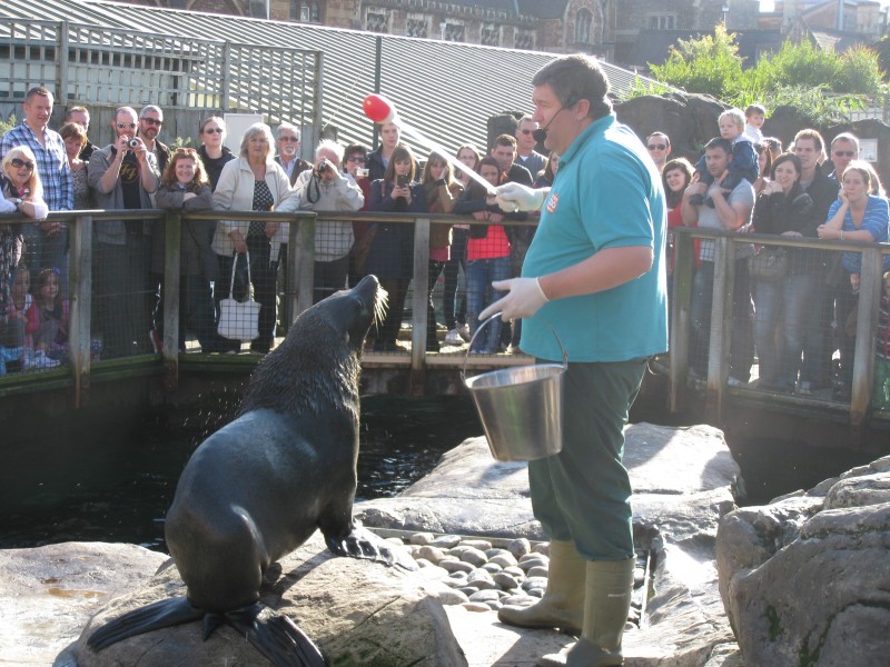 South American fur seal performing tricks