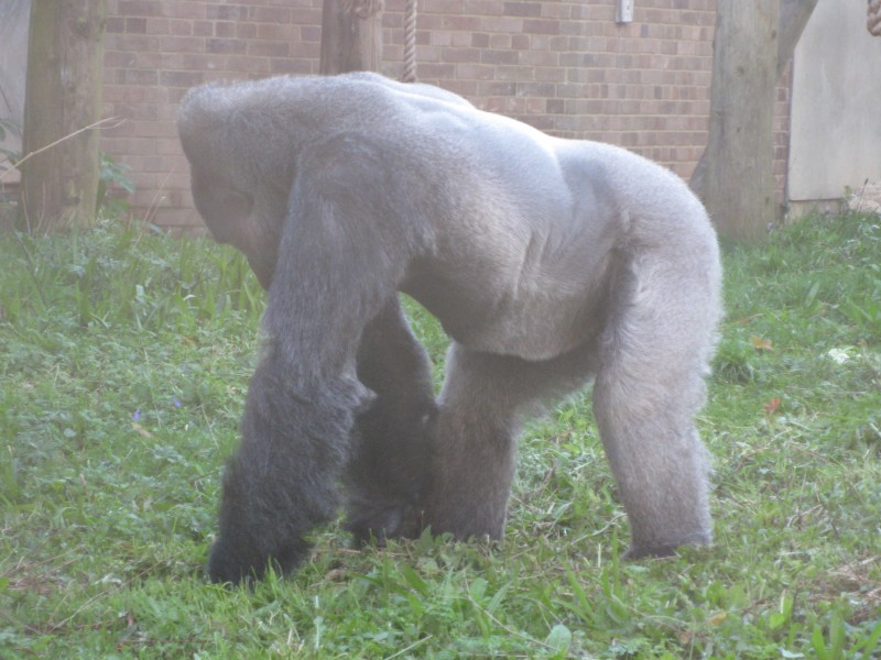 Gorilla