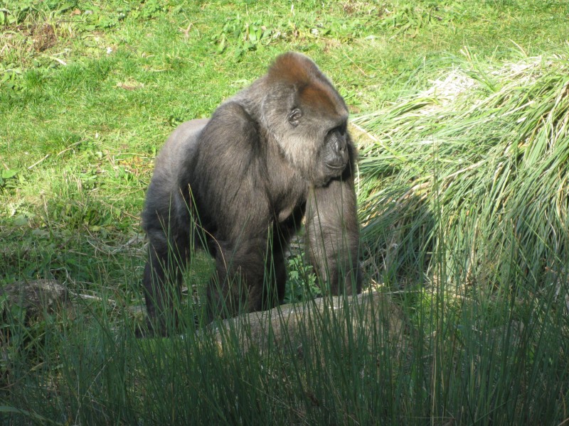 Gorilla