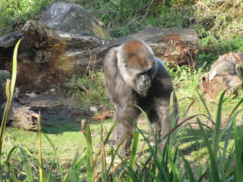 Bristol Zoo visit 6th October 2012