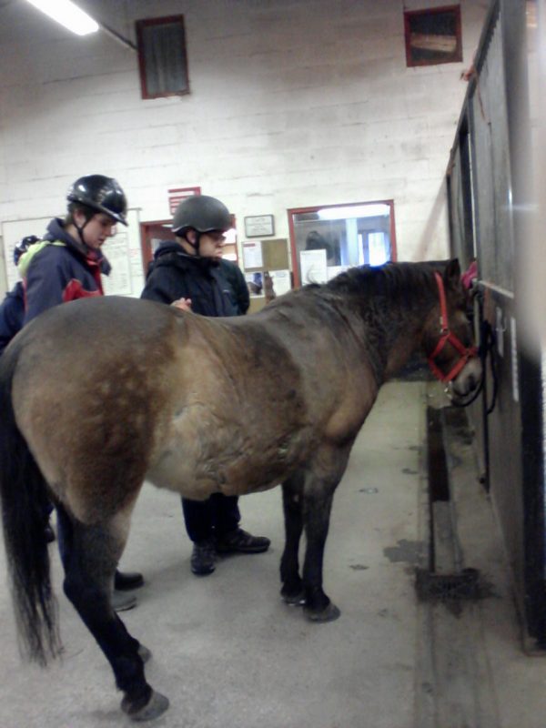 Oli and James grooming one of the horses