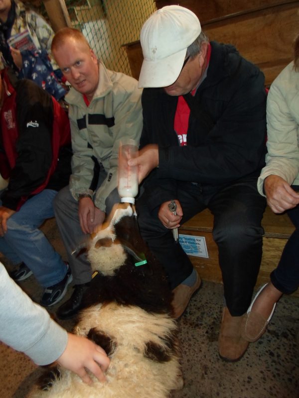 Ernest feeding one of the lambs, Paul observing