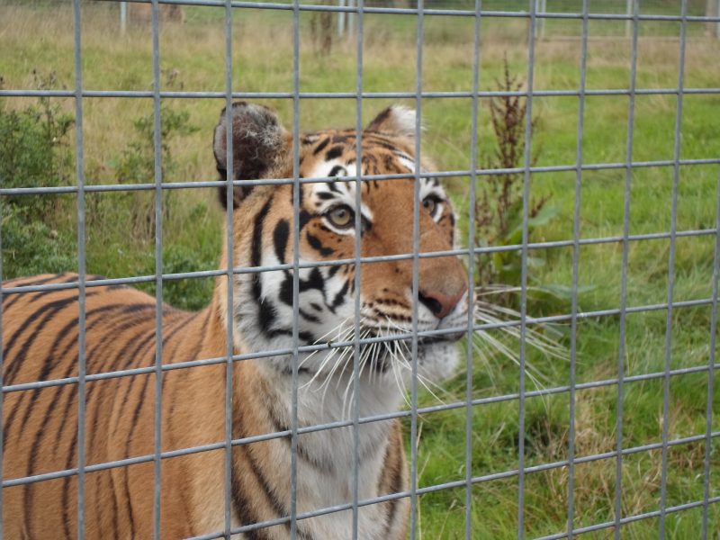 A beautiful Tiger!