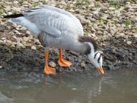 Slimbridge, 12th October 2013