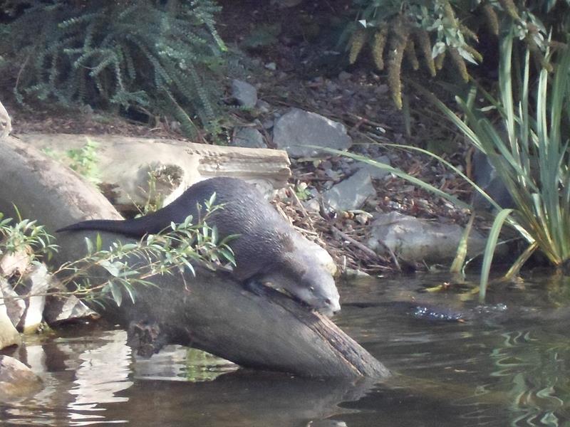 Otters playing