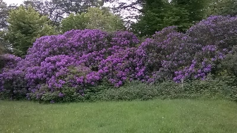 Beautiful rhododendruns in the hedgerow on our way into the forest across the road from the main Centre.