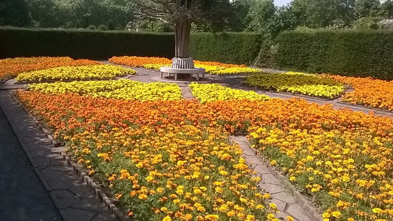 A sea of marigolds