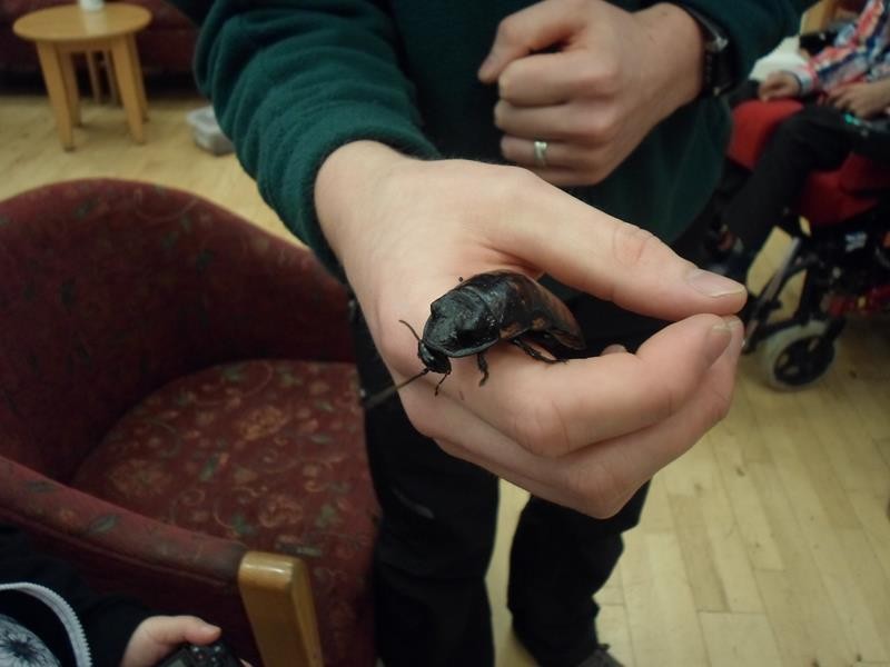 A Cockroach. All these animals, insects, were brought in to the centre from Paignton Zoo on Wednesday evening.