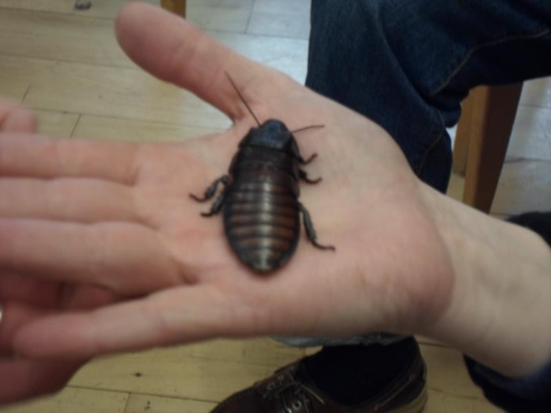 A larger cockroach.