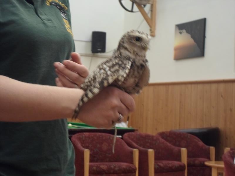 A baby owl