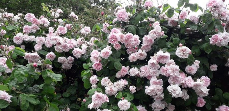 PERFUMED ROSES ALONG WALKWAY TO CASTLE