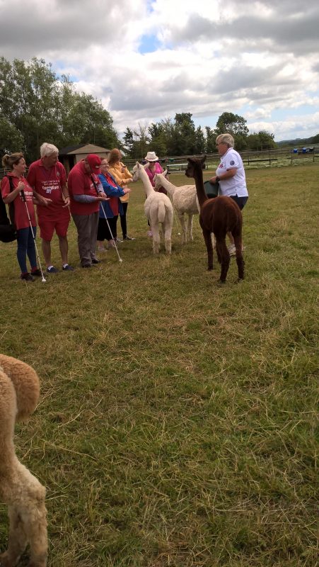 Feeding the Alpacas