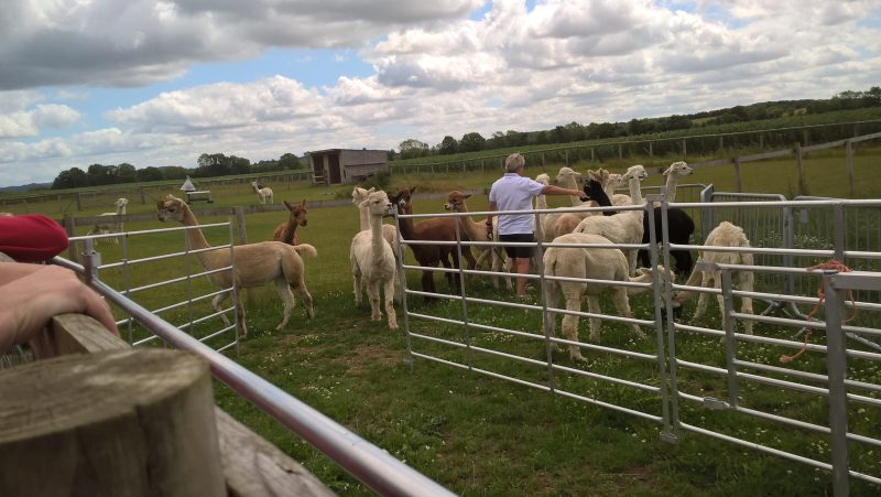 Kim putting the halters on the Alpacas in preparation for our walk