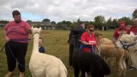 WALKING WITH ALPACAS, SATURDAY 20TH JULY 2019